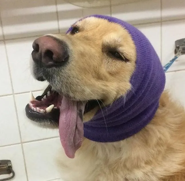 Happy Hoodie Dog Snood 2 Pack Purple Sml and Lrg