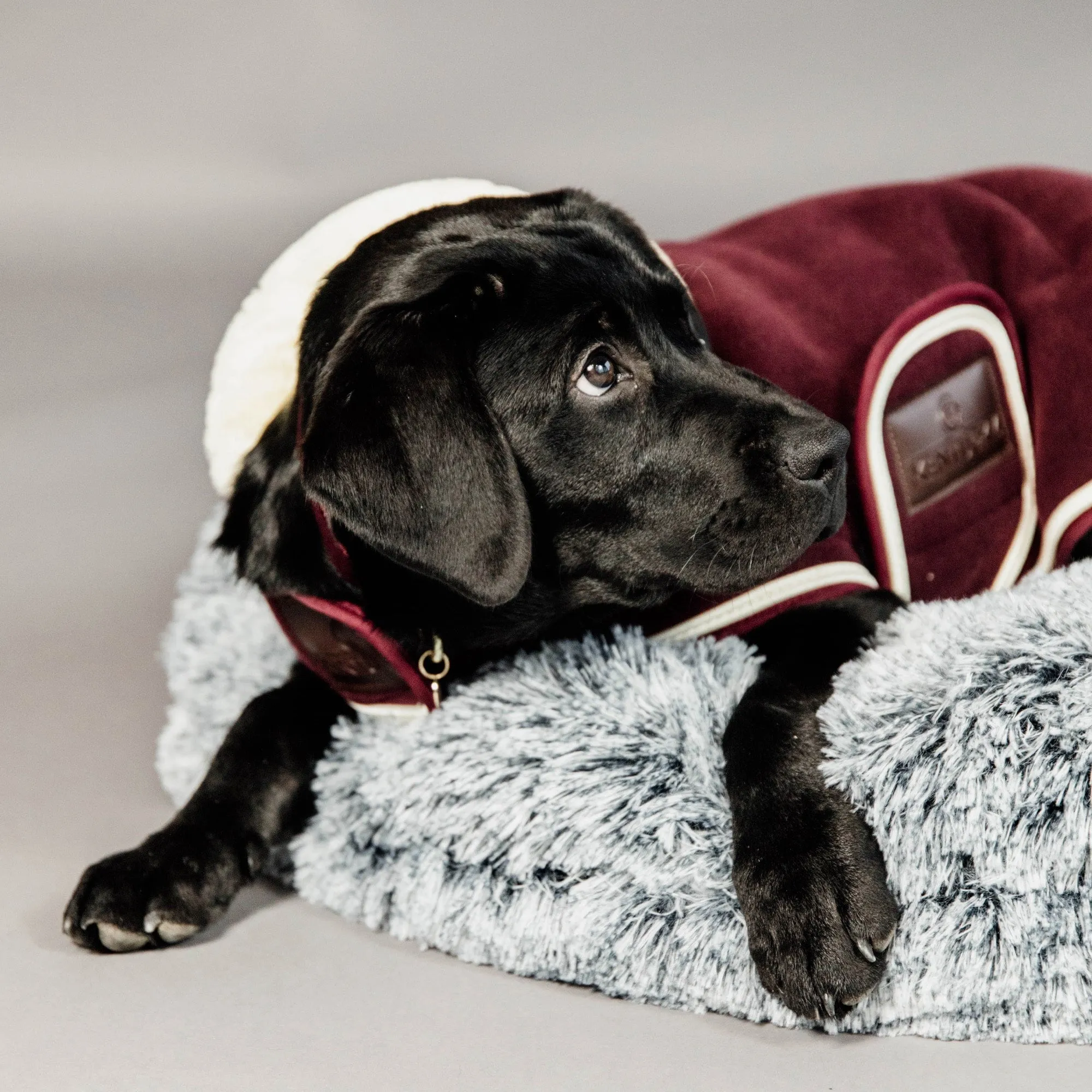 Kentucky Dogwear Heavy Fleece Dog Coat - Bordeaux