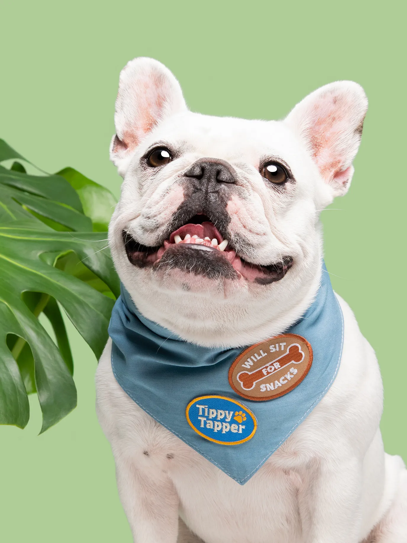 Will Sit For Snacks Iron-On Patch For Dogs