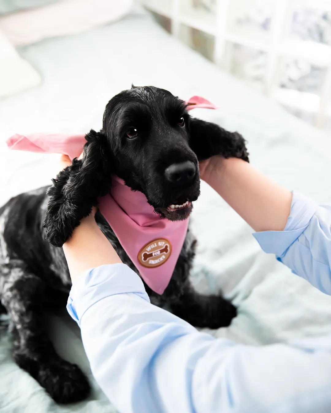 Will Sit For Snacks Iron-On Patch For Dogs