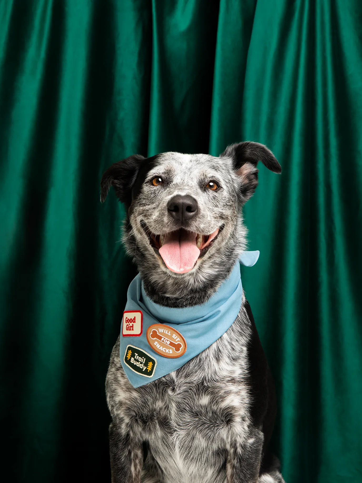 Will Sit For Snacks Iron-On Patch For Dogs