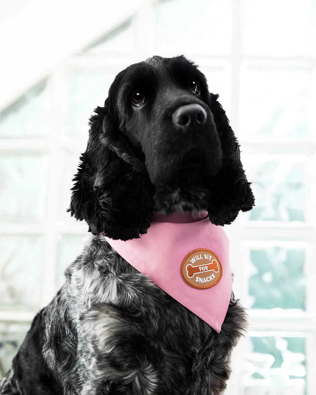 Will Sit For Snacks Iron-On Patch For Dogs